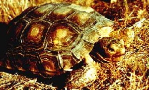 The Desert Tortoise, an animal at risk at solar developments